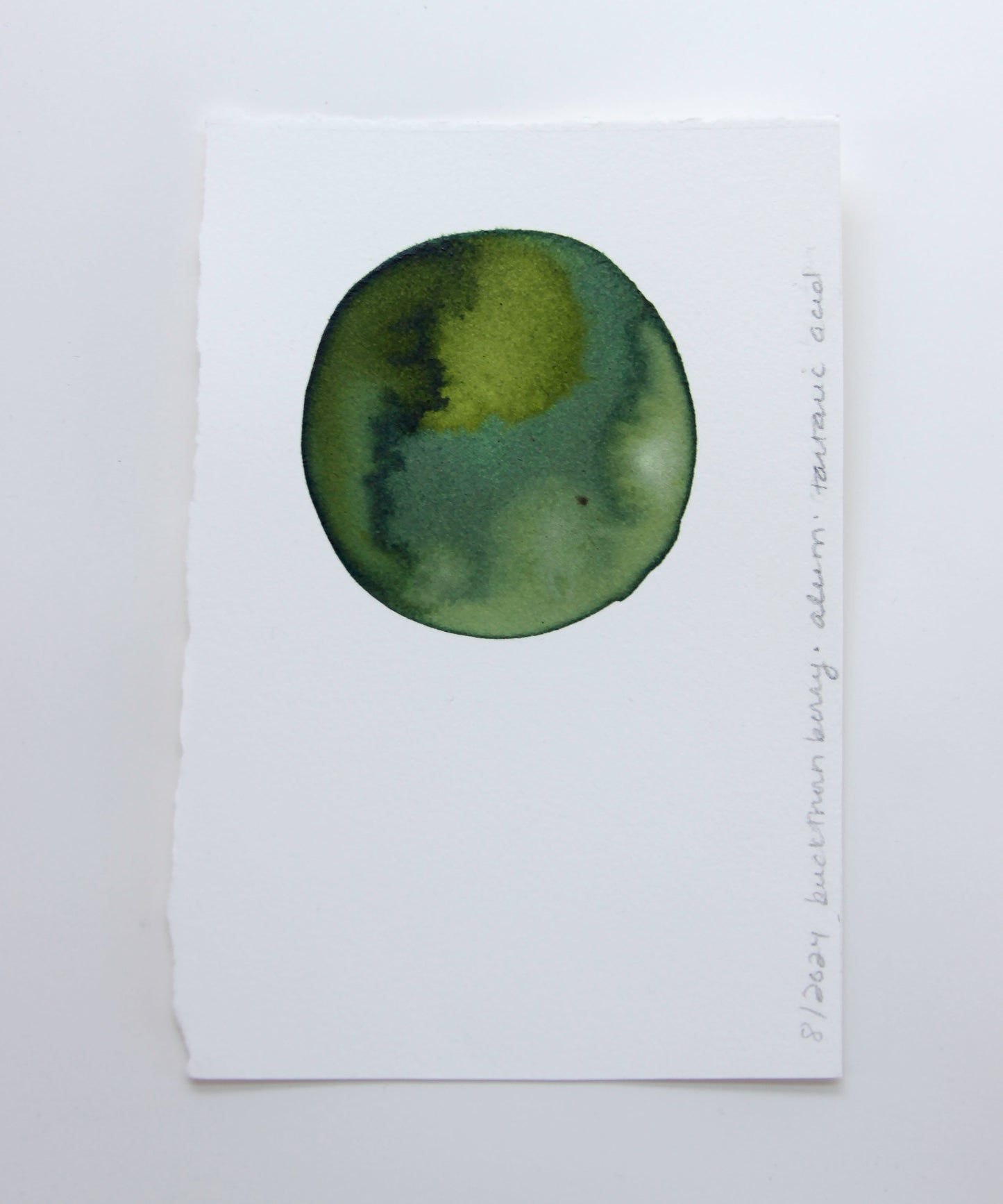 Buckthorn Berry Ink Study #2