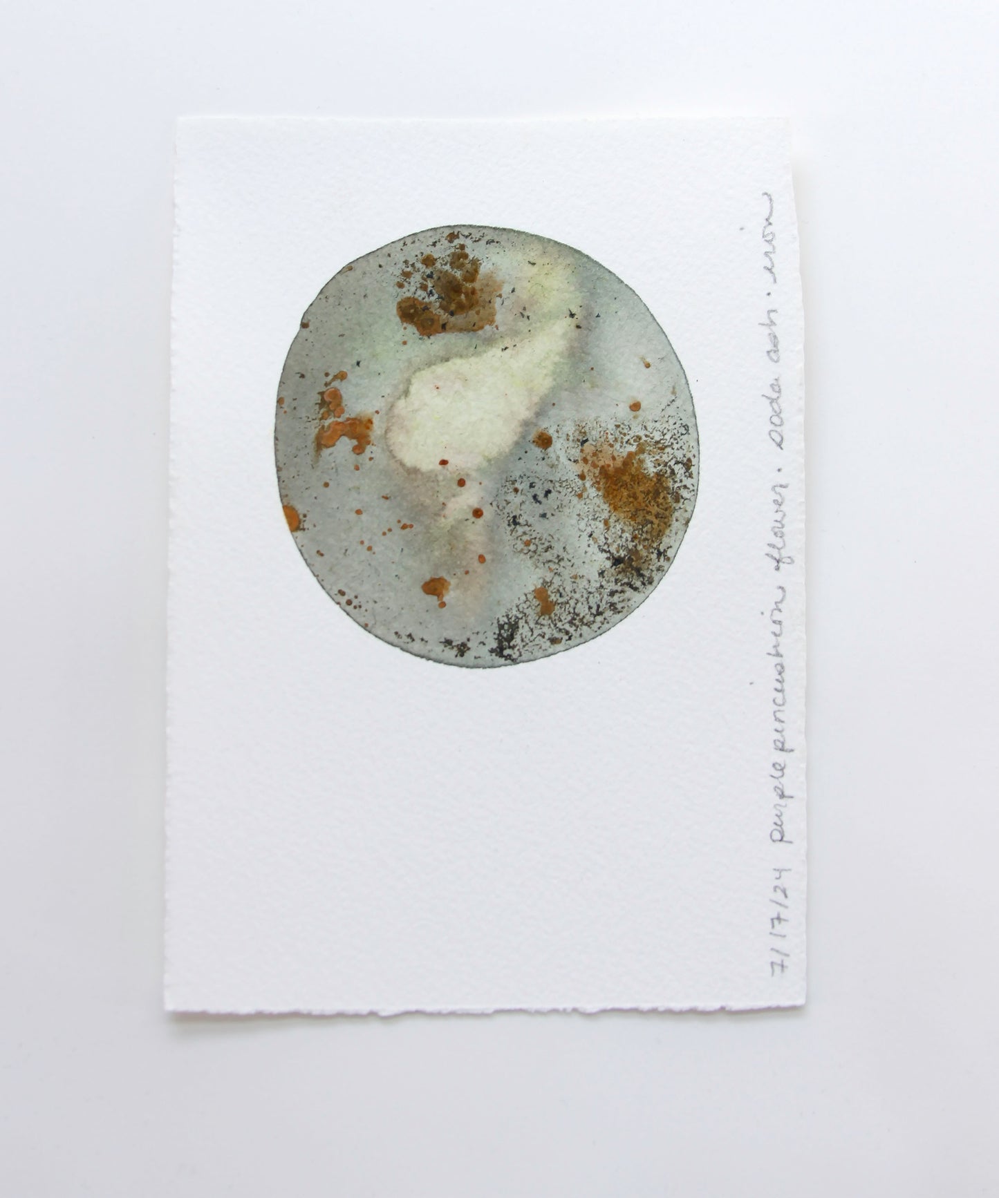 Purple Pincushion Flower Ink Study #3