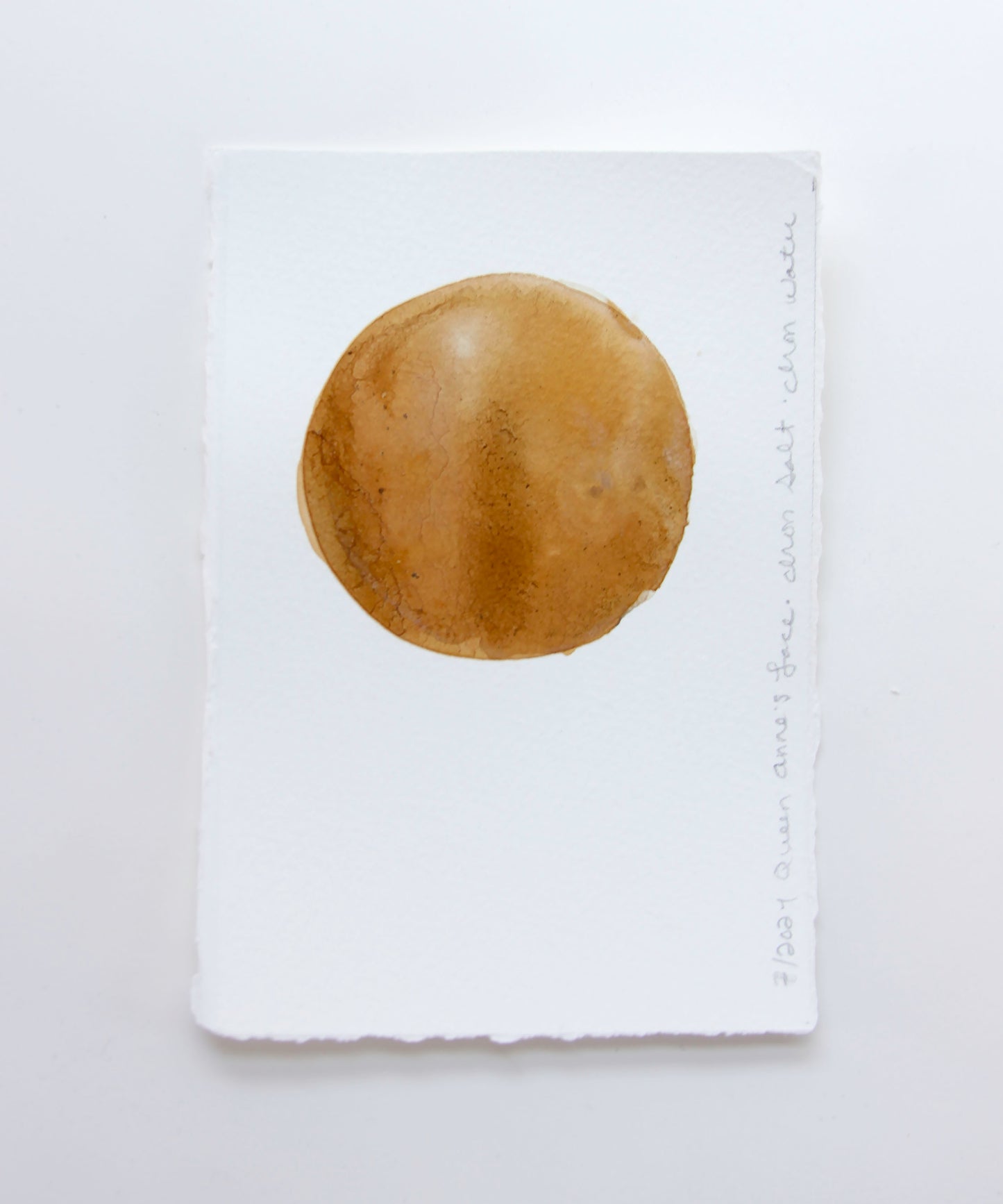 Queen Anne's Lace Ink Study #1