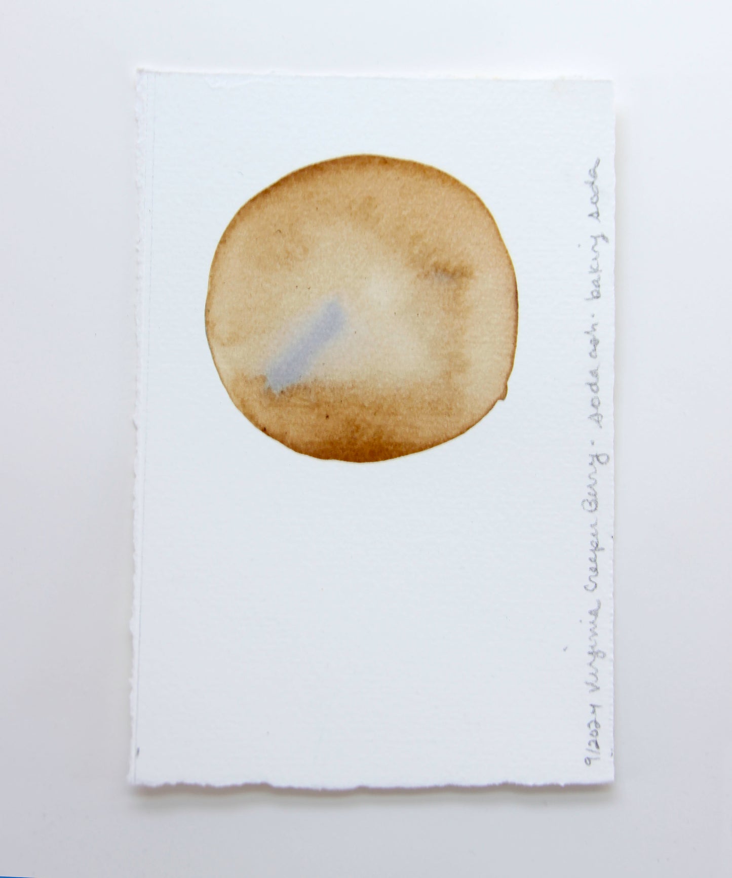 Virginia Creeper Berry Ink Study #4