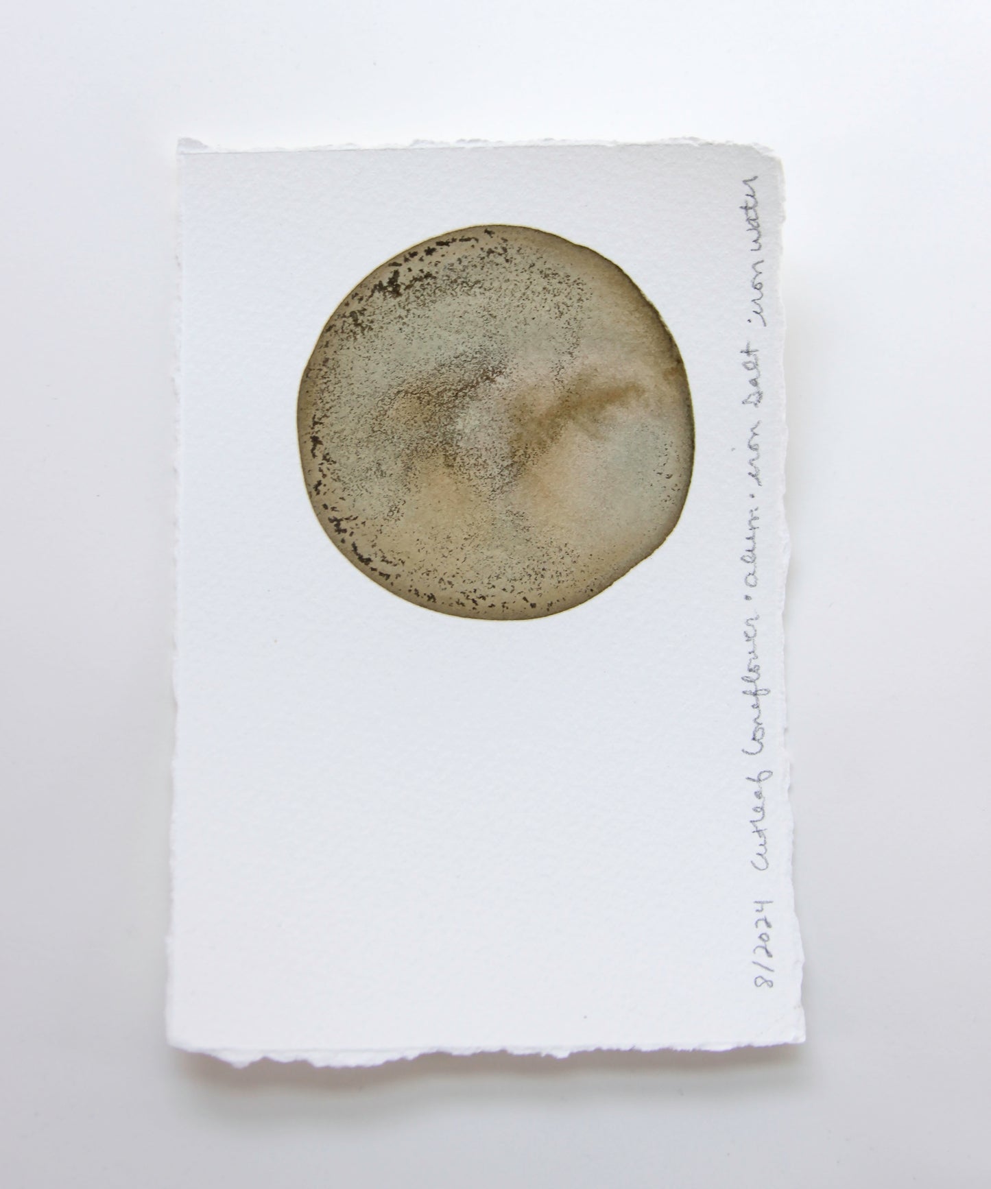 Cutleaf Coneflower Ink Study