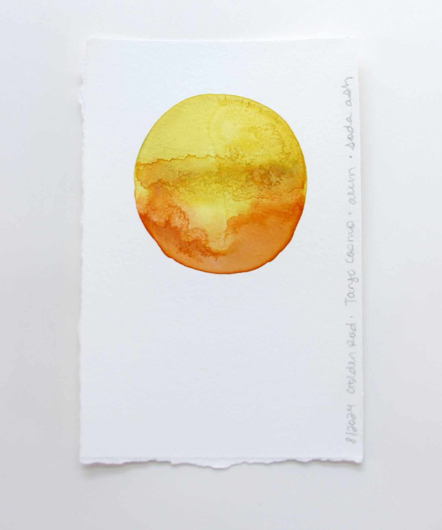 Goldenrod Ink Study 1