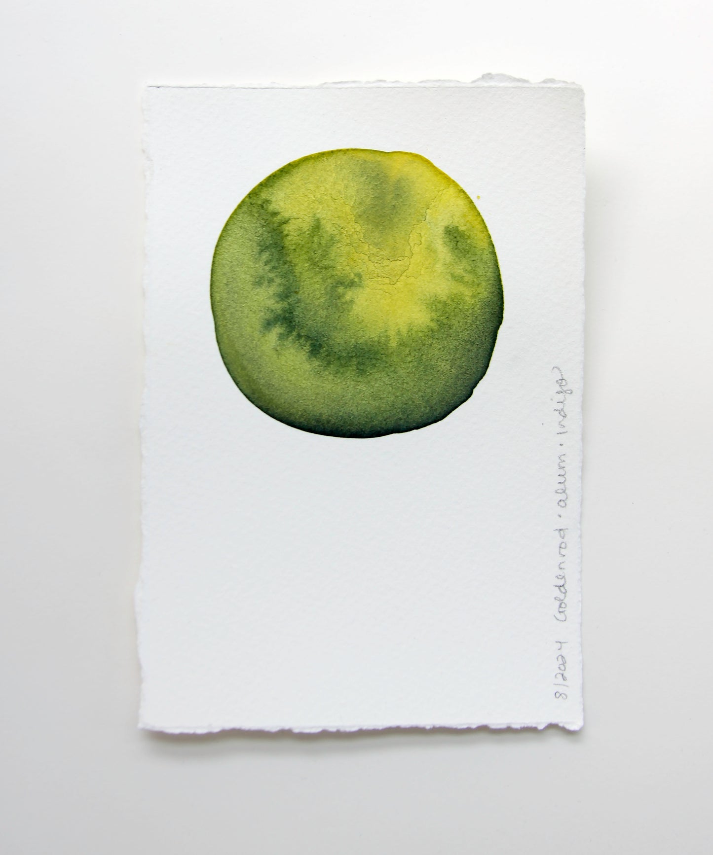 Goldenrod Ink Study 2