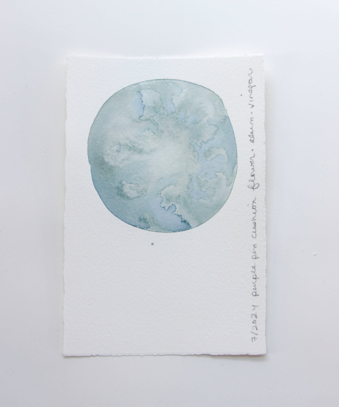 Purple Pincushion Flower Ink Study #2