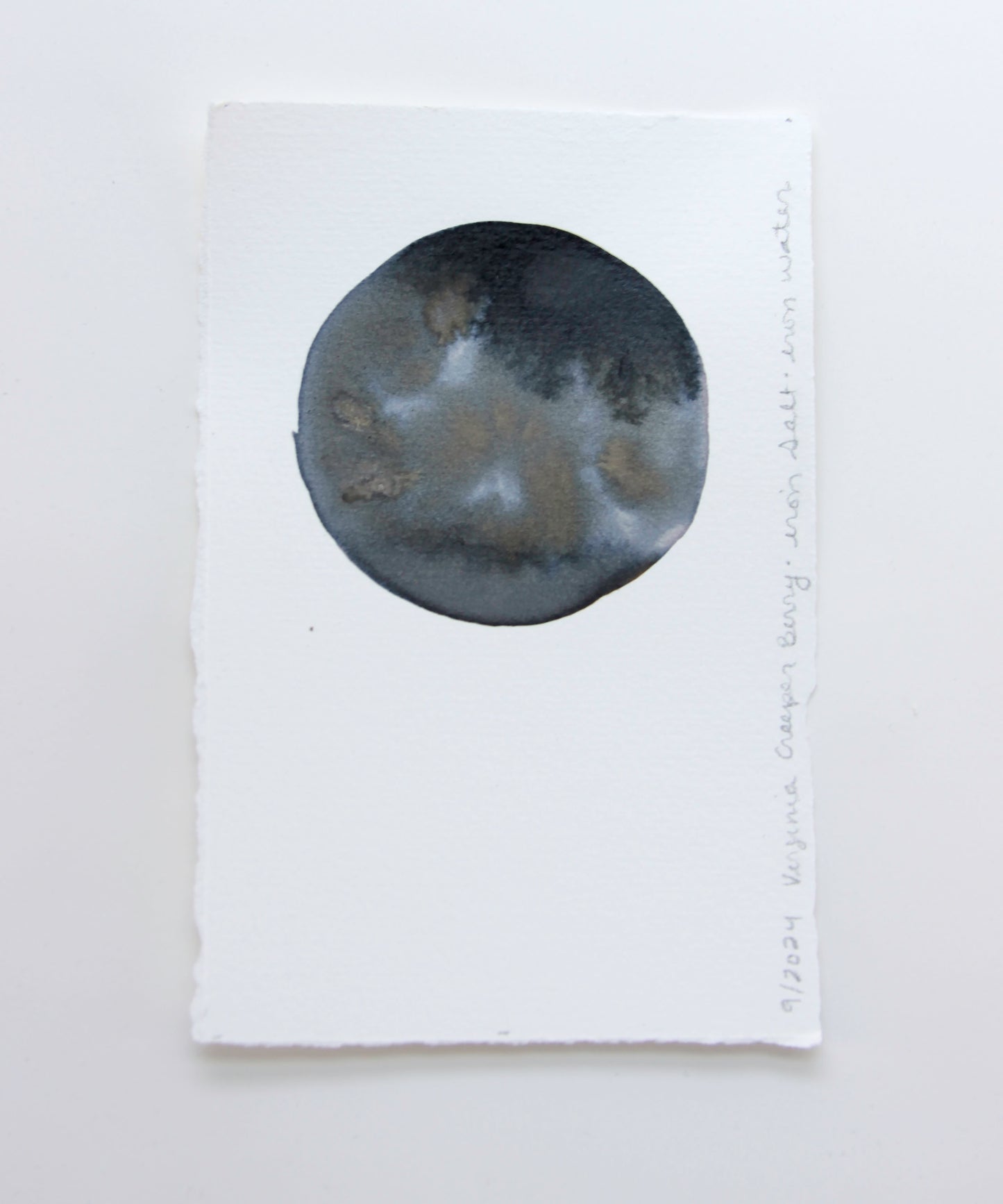 Virginia Creeper Berry Ink Study #1