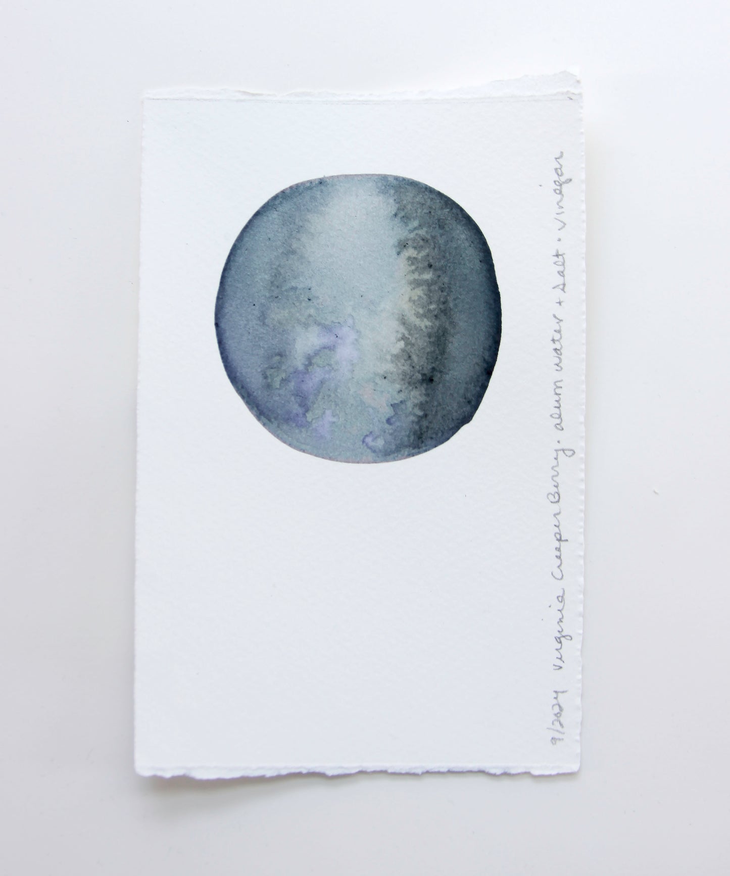 Virginia Creeper Berry Ink Study #3