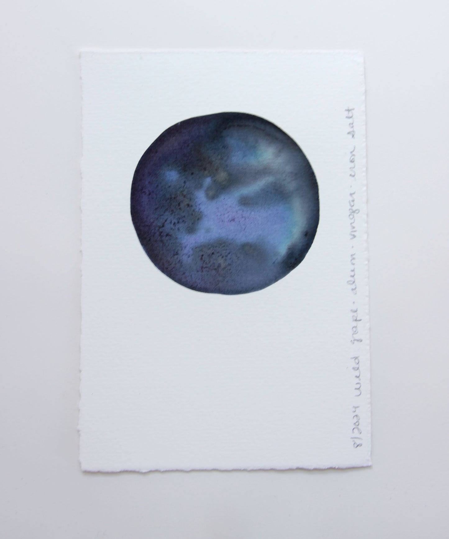 Wild Grape Ink Study #2