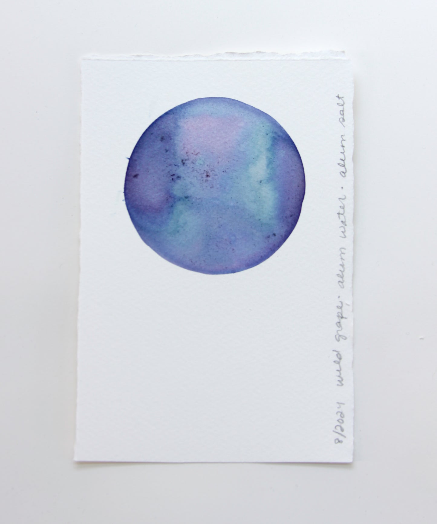 Wild Grape Ink Study #3