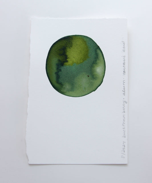 Buckthorn Berry Ink Study #2