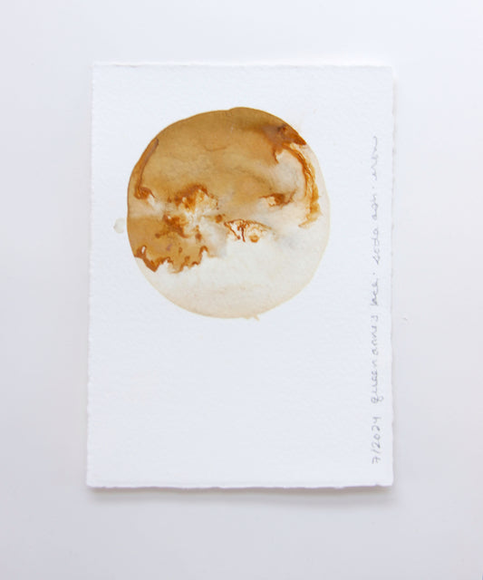Queen Anne's Lace Ink Study #2