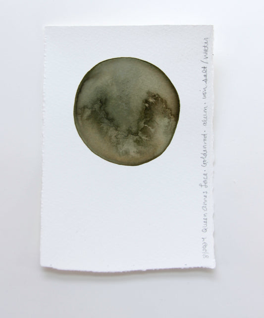 Queen Anne's Lace Ink Study #3