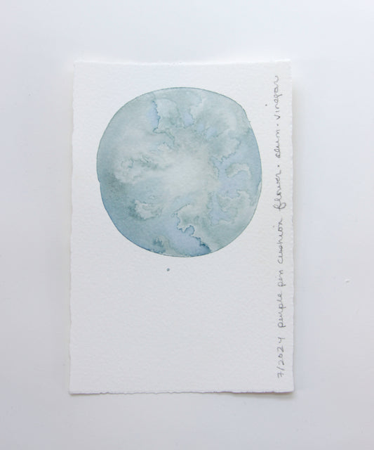 Purple Pincushion Flower Ink Study #2