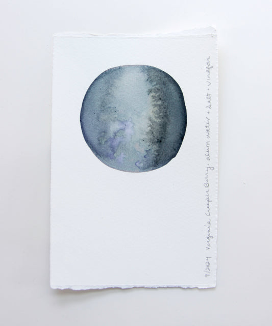 Virginia Creeper Berry Ink Study #3
