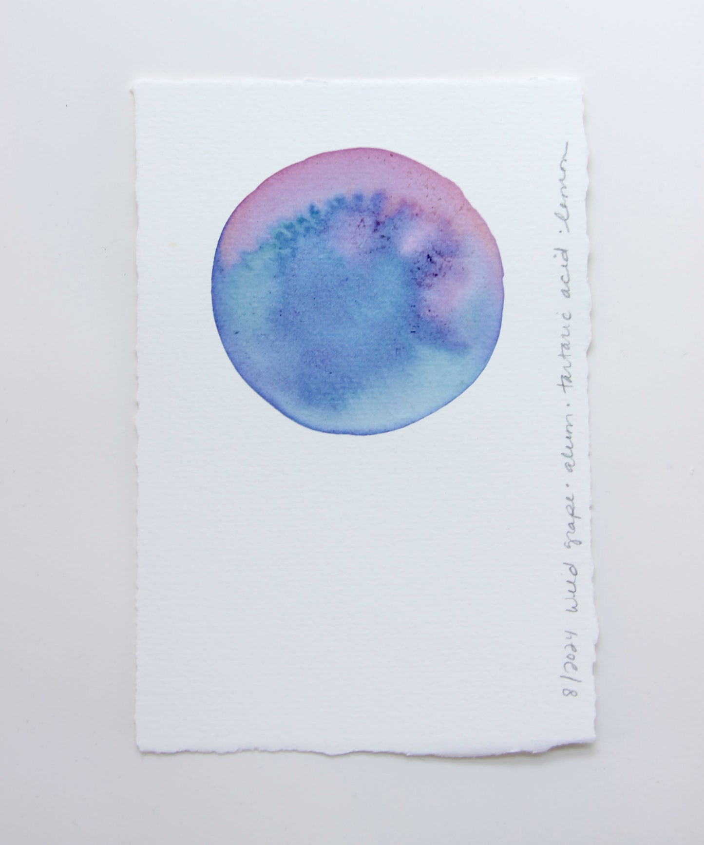 Wild Grape Ink Study #1
