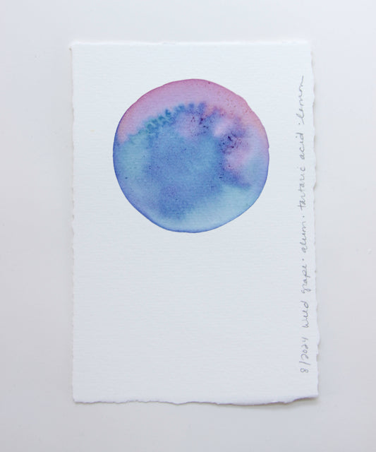 Wild Grape Ink Study #1