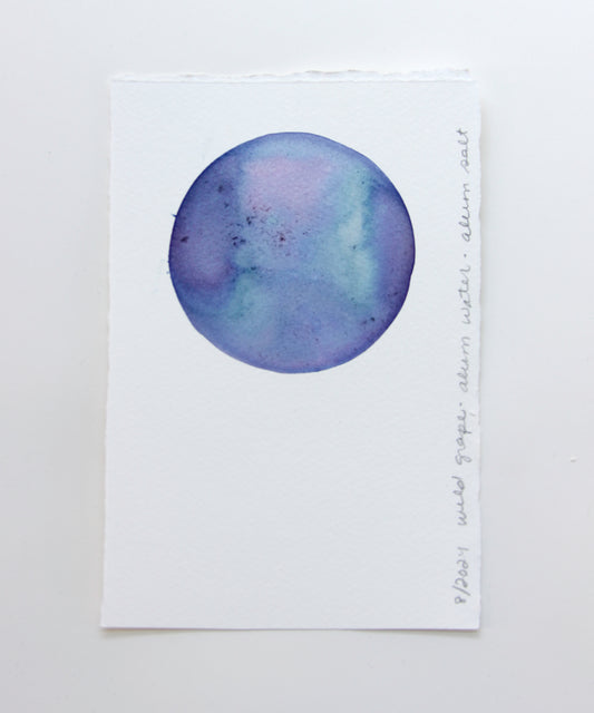 Wild Grape Ink Study #3